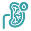 Xanthine Oxidase Inhibitors (Uric Acid)